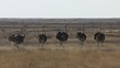 Ostrich group, Etosha, Namibia