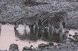 Zebras at waterhole, Etosha, Namibia