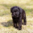 Puppies