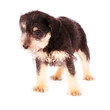 Puppies