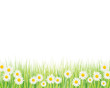 white daisies