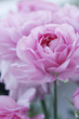 pastel pink flowers