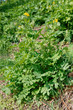 Celandine plant