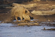 Wildschwein