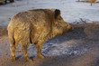 Wildschwein Wildschwein