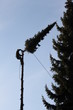 Fällen eines Baums