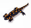 Feuersalamander_111610