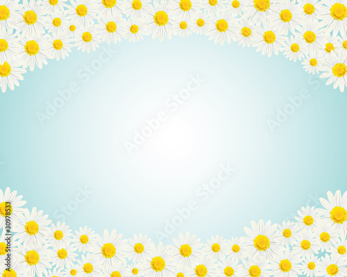 White+daisies+background