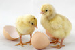 yellow chicks yellow chicks