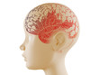 Letters brain