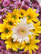 Colorful flowers