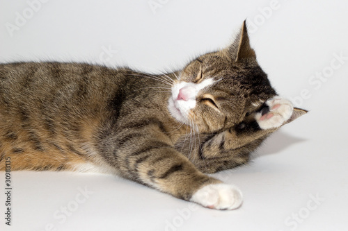 Foto: süße Katze putzt sich süße Katze putzt sich