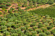 olive grove in Mont-roig del Camp, Spain