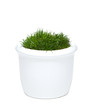 Blumentopf mit Gras