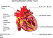 Heart3