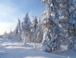 forêt scandinave