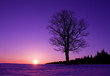 lonely tree at sunset
