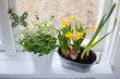 Narcissus and oregano in window ledge