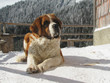 Saint Bernard dog in the mountains. Saint Bernard dog in the mountains.
