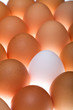 Foto: White egg between brown ones White egg between brown ones