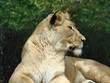 Lioness (Panthera leo)