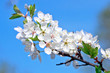 Apple blossom on blue sky