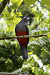 Foto: Trogon bird Trogon bird