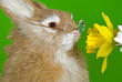 Spring Bunny