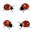 Set of pretty isolated ladybugs