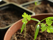 Chervil seedling