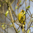 Carduelis chloris - Verdier d'Europe - European Greenfinch