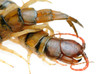 poison animal centipede poison animal centipede