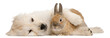 Golden Retriever puppy, 20 weeks old, and a rabbit lying