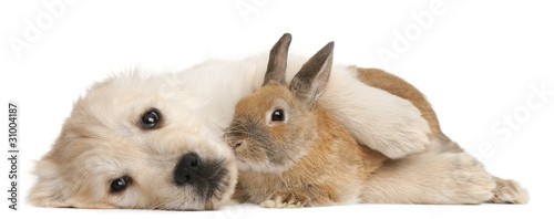 Foto: Golden Retriever puppy, 20 weeks old, and a rabbit lying Golden Retriever puppy, 20 weeks old, and a rabbit lying