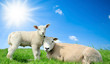 Mother sheep and her lamb in spring Mother sheep and her lamb in spring