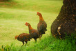 chickens