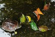 Turtle and leaf fall Turtle and leaf fall