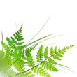 fern frame