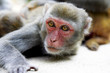 macaque