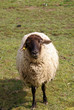 Schaf
