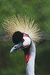Grey Crowned Crane