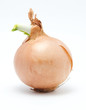 Germinating bow
