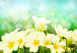 Fresh primrose flowers in the sunny meadow