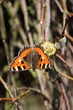 peacock butterfly