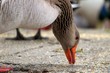 Feeding Toulouse Goose