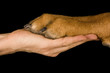 Freundschaft Mensch vs Hund
