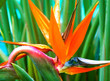strelitzia reginae, oiseau de paradis, strélitzia strelitzia reginae, oiseau de paradis, strélitzia