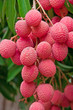 grappe de litchi des îles