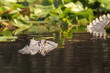 American Alligator Swimming - Okefenokee Swamp, Georgia