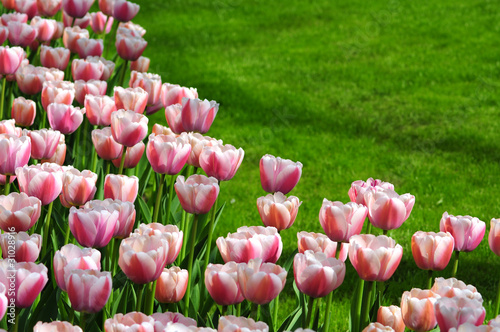 Photo: Tulpen Tulpen